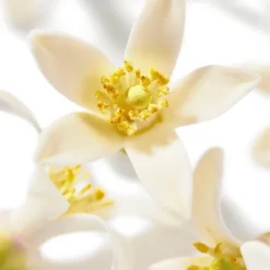 NUXE Huile Prodigieuse Neroli Oil - 100 Ml -Wellagy Store 13128403 1925033045213838